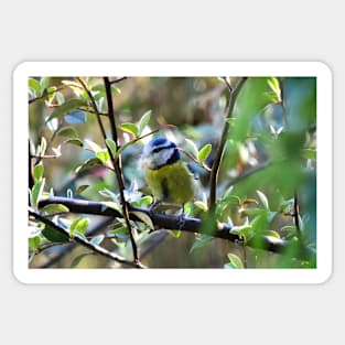 Blue Tit in the garden Sticker